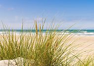 Malerische Ostsee, Strandgras vor der malerischen Ostseeküste in Swinemünde.