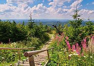 Wandern rund um Oberwiesenthal, Wanderweg in Oberwiesenthal mit blühender Natur und weitem Ausblick.