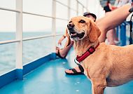 Mit Hund an Bord, Hund genießt die Donaukreuzfahrt auf einem sonnigen Deck., Hund genießt die Aussicht auf einem Schiff auf der Donau.