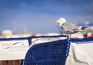 Impressionen Norderney; Möwe, Möwe auf einem Strandkorb auf Norderney., Möwe auf Strandkorb, Norderney, blauer Himmel.