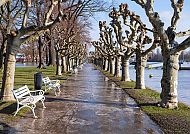 , Baumgesäumte Promenade am Rhein in Rüdesheim bei klarem Wetter., Winterliche Allee am Rhein mit kahlen Bäumen und weißen Bänken.