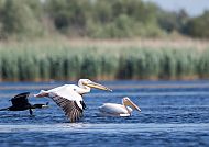 Naturparadies Donaudelta