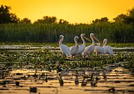Tierwelt des Donaudeltas, Pelikan-Gruppe im goldenen Sonnenuntergang des Donaudeltas.