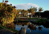 Palmetum Teneriffa: Palmen spiegeln sich im ruhigen Wasser