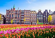 Bunte Tulpenfelder vor historischen Gebäuden in Amsterdam.