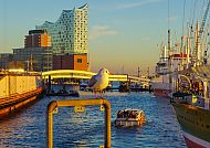 Hamburg, Möve, Elbphilharmonie Hamburg mit Möwe im Hafen bei Sonnenuntergang.