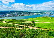 Rüdesheim, Weinberge bei Rüdesheim mit Blick auf den Rhein.