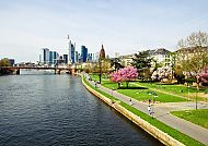 Frankfurt am Main Skyline mit blühenden Bäumen am Flussufer.