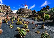 Kakteen auf Lanzarote, Kakteenlandschaft mit Windmühle auf Lanzarote, Inseln des Frühlings., Kakteenlandschaft auf Lanzarote mit Windmühle im Hintergrund.